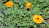 Calendula officinalis