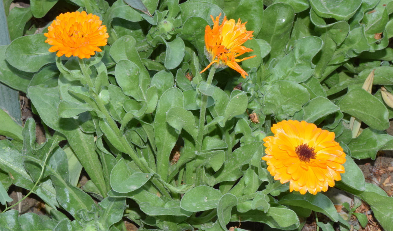 Image of Calendula officinalis specimen.