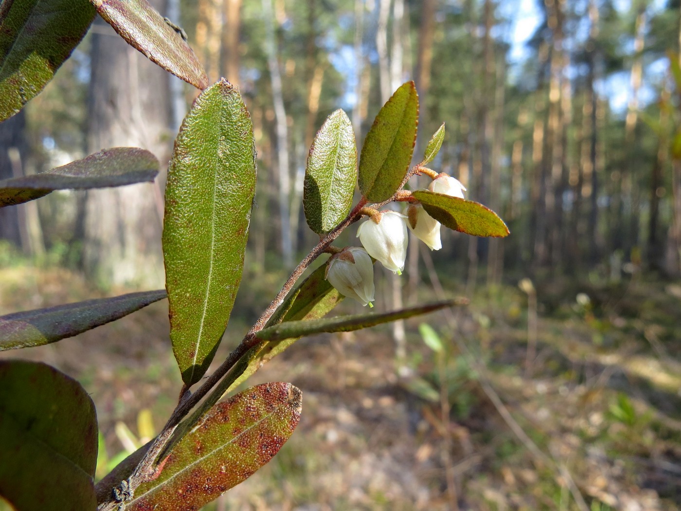 Изображение особи Chamaedaphne calyculata.