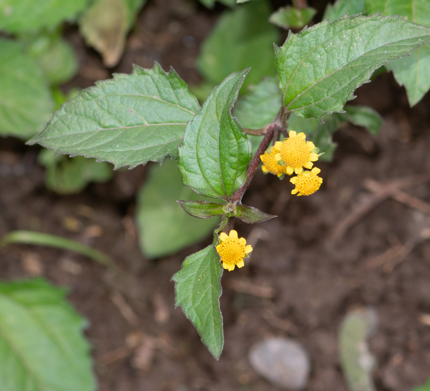 Изображение особи Acmella ciliata.