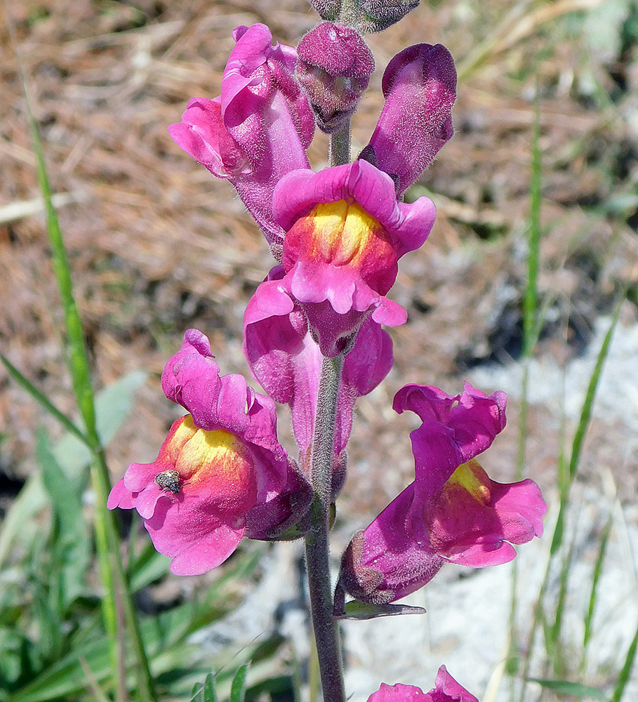 Изображение особи Antirrhinum majus.