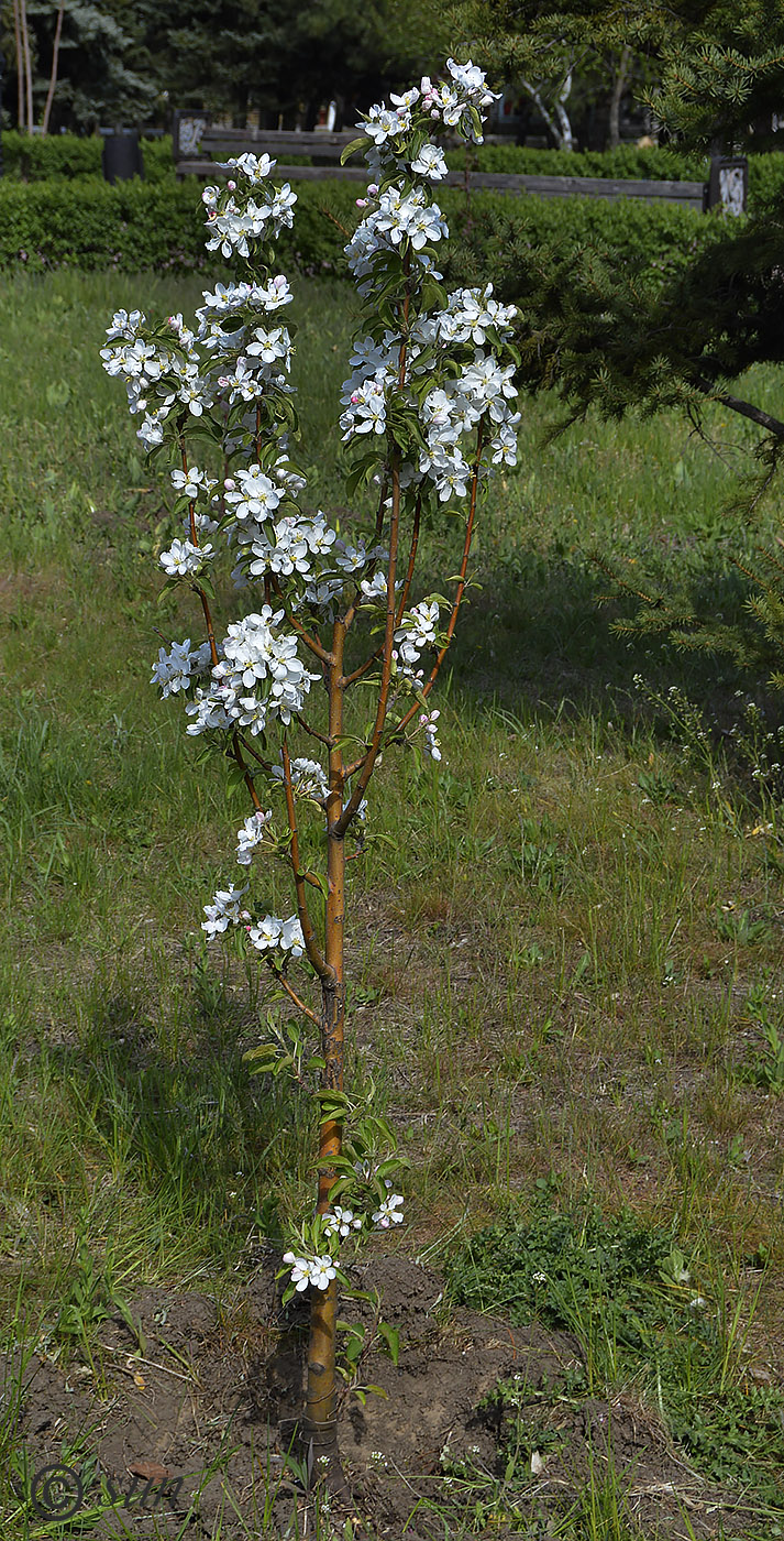 Image of Malus domestica specimen.