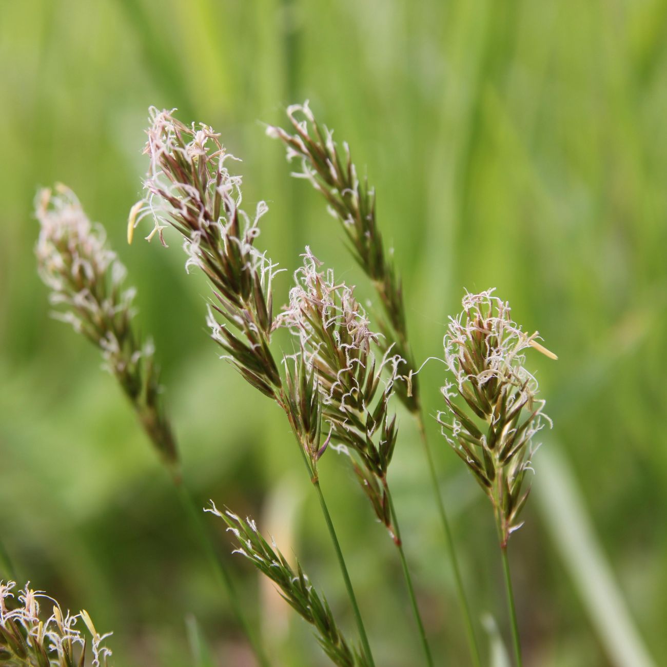 Изображение особи Anthoxanthum odoratum.