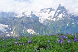 Campanula biebersteiniana. Цветущие растения в альпийской зоне. Карачаево-Черкесия, Домбай, гора Мусса-Ачитара, 3000 м н.у.м. 22.07.2010.