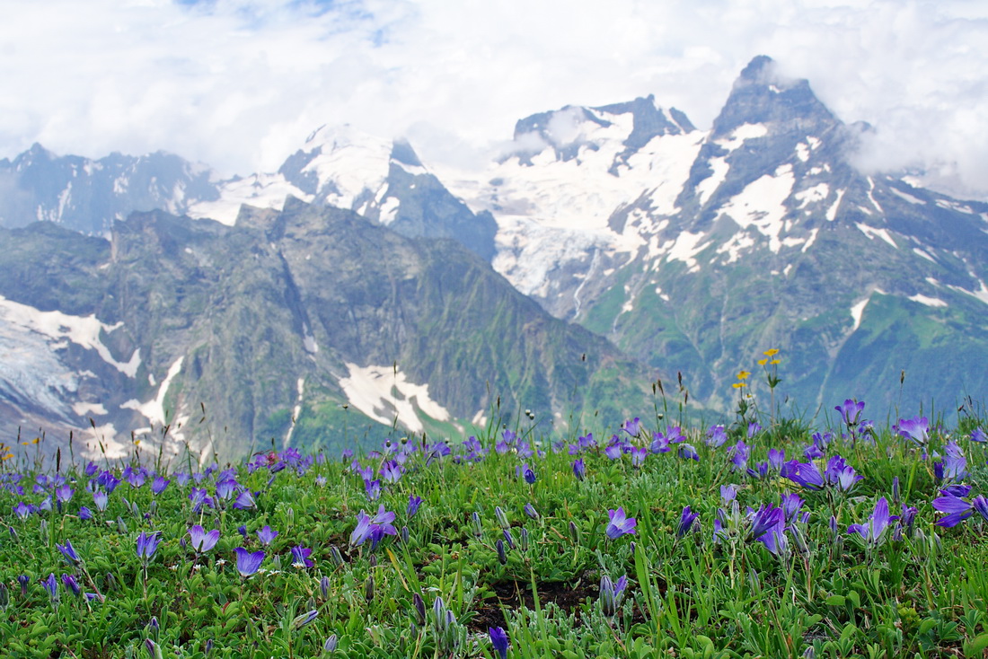 Image of Campanula biebersteiniana specimen.