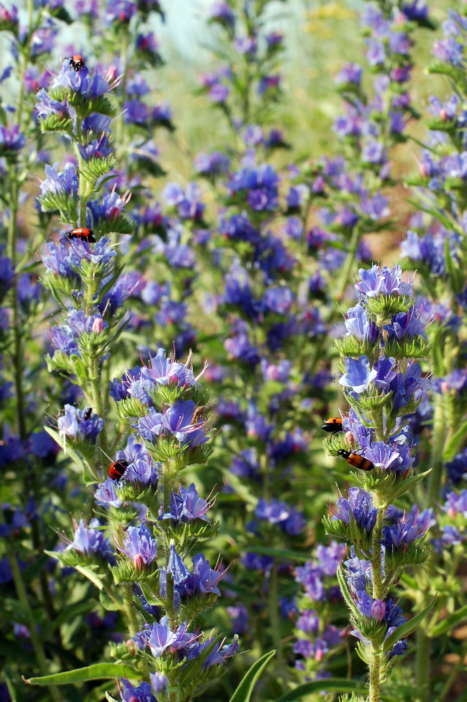 Изображение особи Echium vulgare.