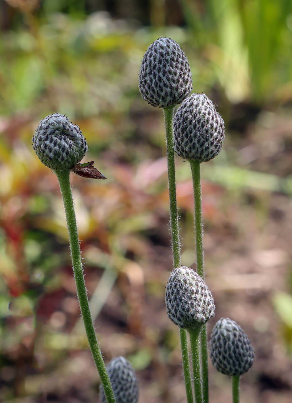 Изображение особи Anemone sylvestris.