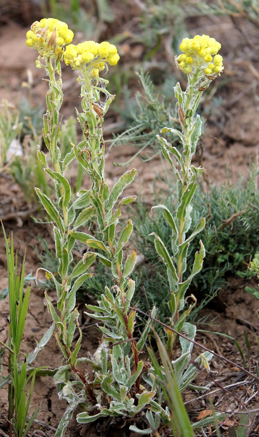 Image of Helichrysum maracandicum specimen.