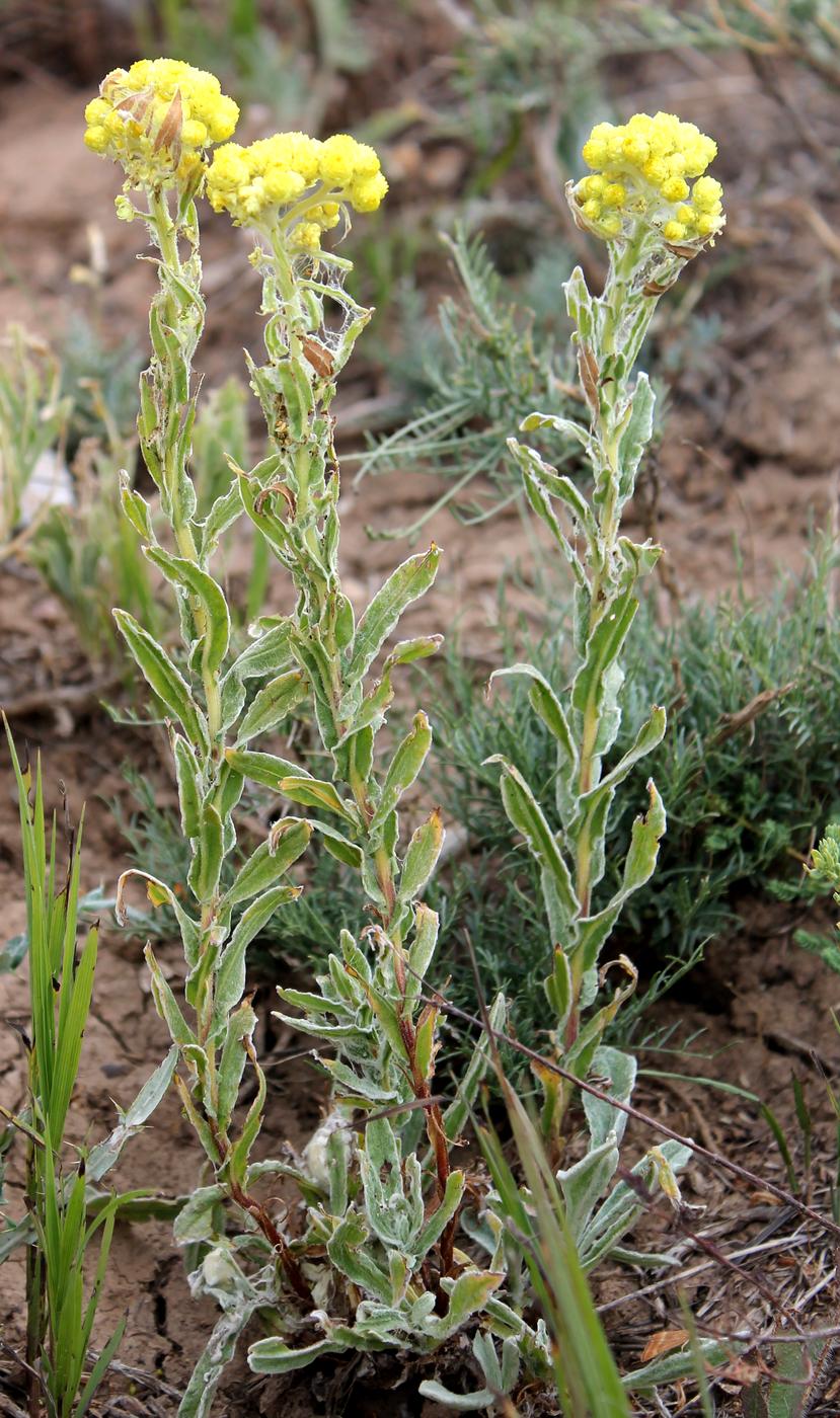 Изображение особи Helichrysum maracandicum.