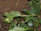 Talinum caffrum