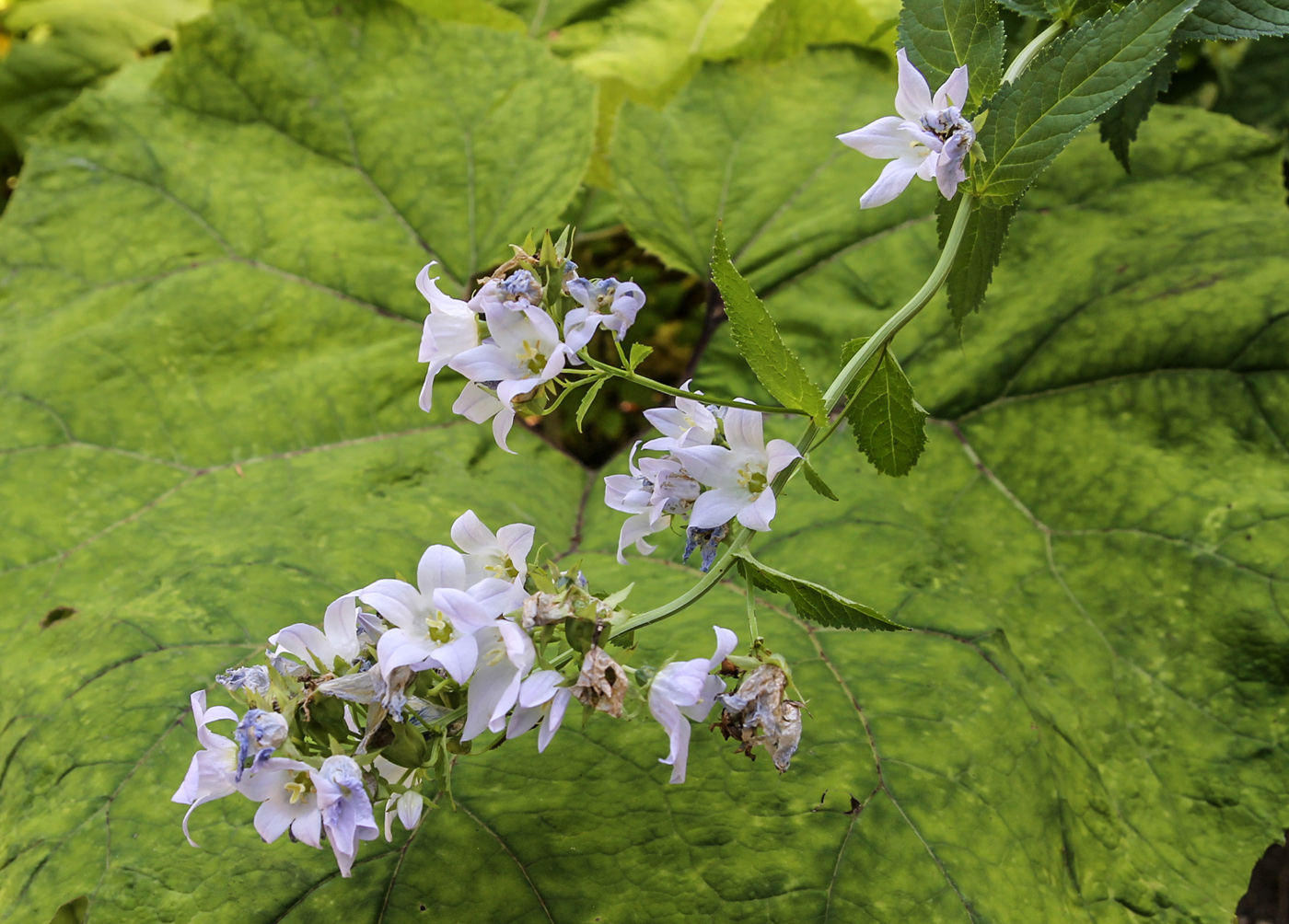 Изображение особи Gadellia lactiflora.