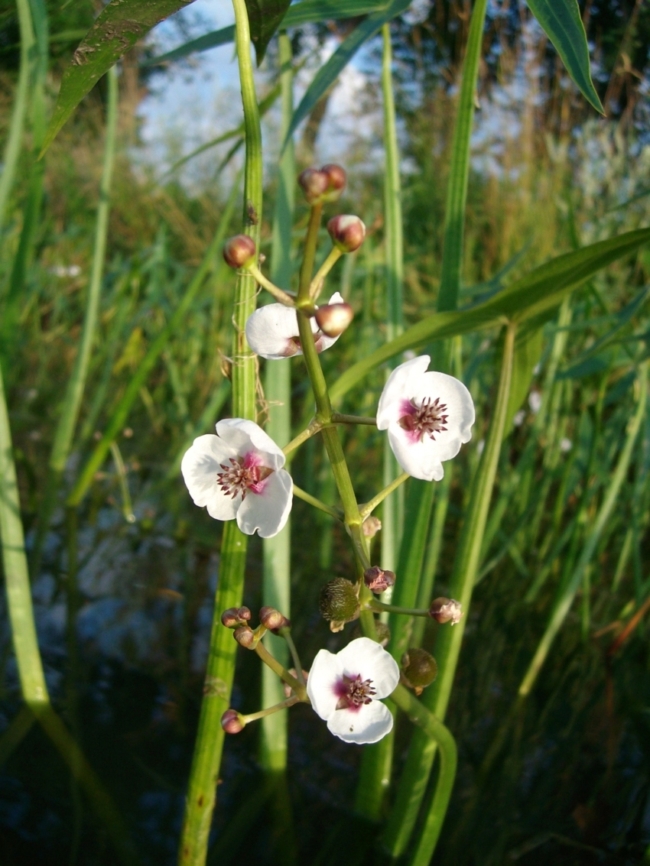 Изображение особи Sagittaria sagittifolia.