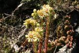 Sempervivum leucanthum