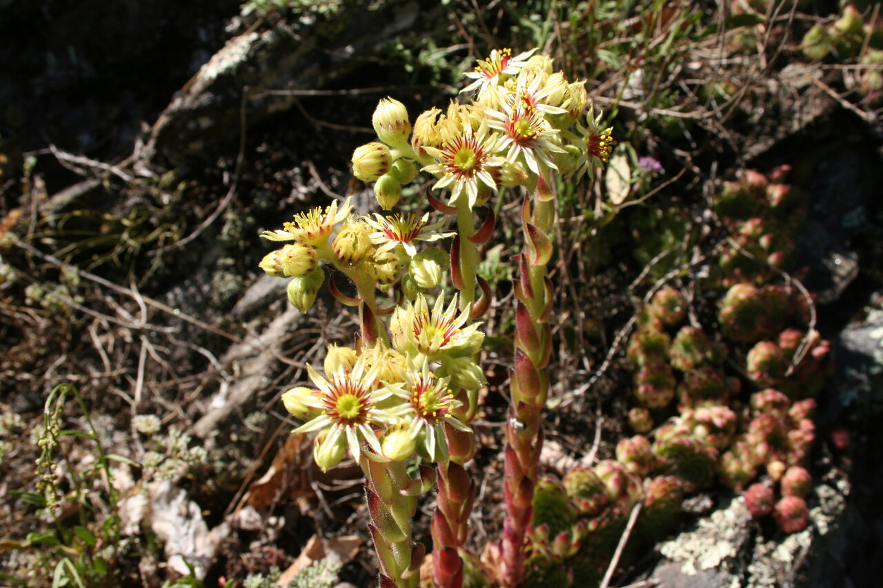 Image of Sempervivum leucanthum specimen.