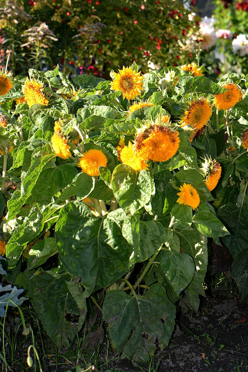 Image of Helianthus annuus specimen.