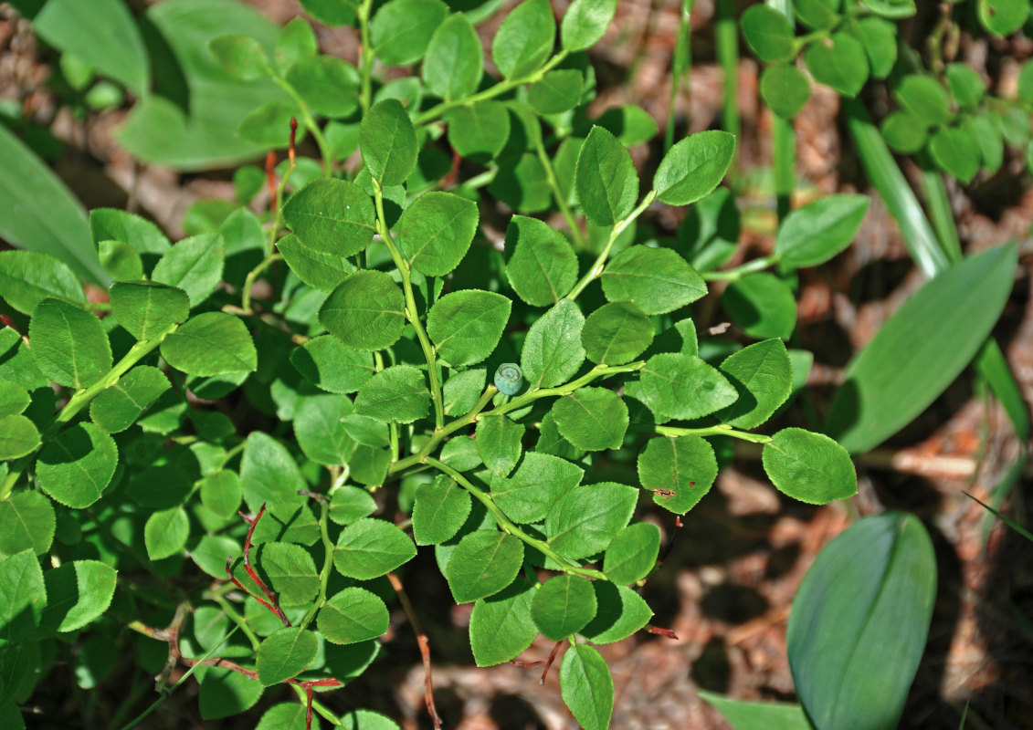 Image of Vaccinium myrtillus specimen.