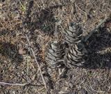 Larix kaempferi