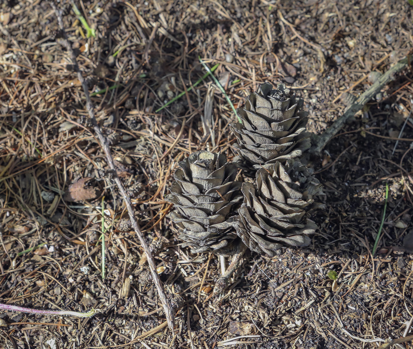 Изображение особи Larix kaempferi.