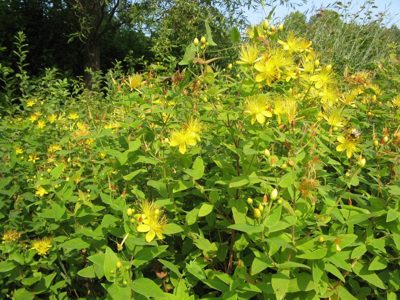 Изображение особи Hypericum hircinum.