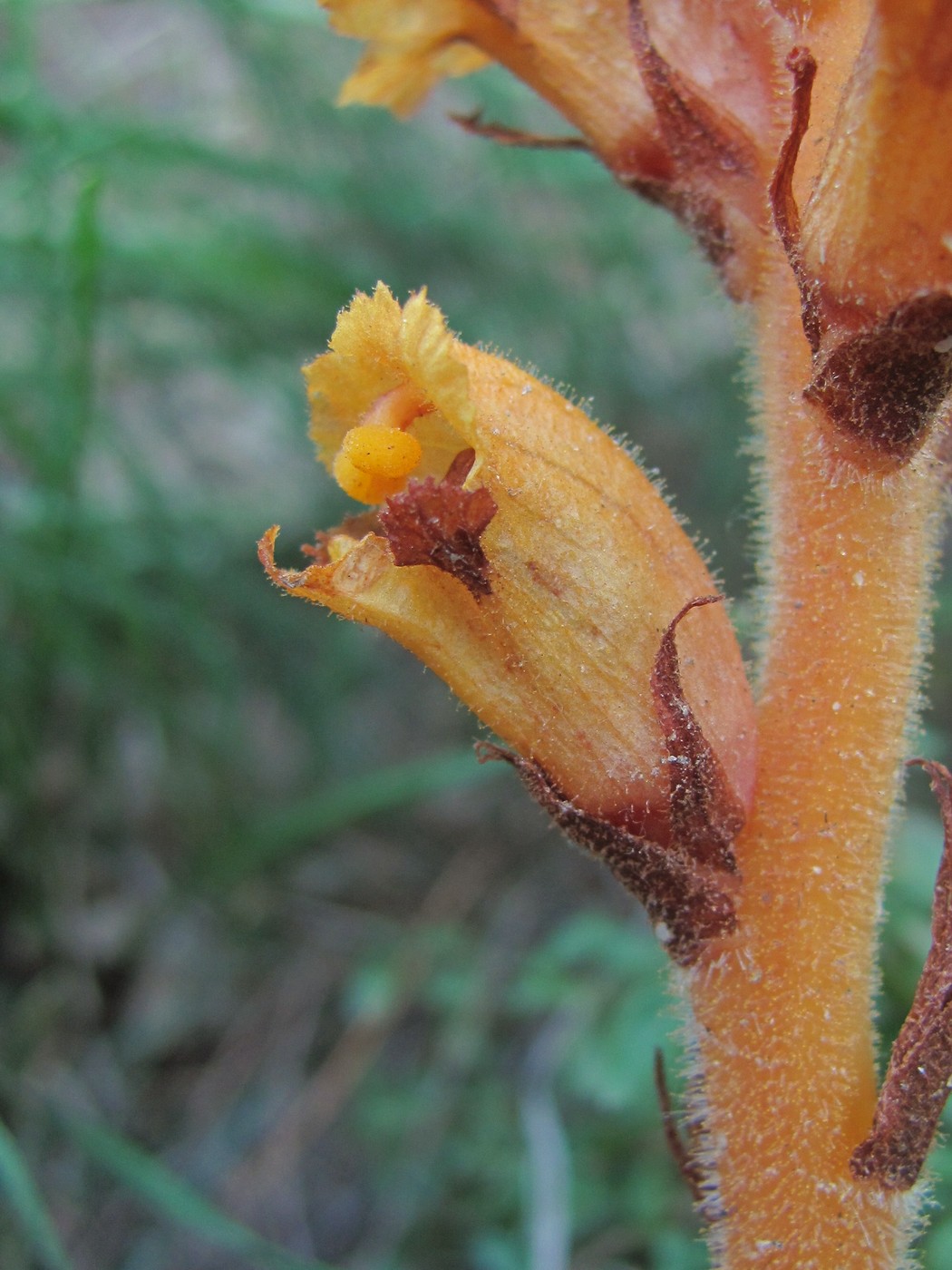 Image of Orobanche alba ssp. xanthostigma specimen.