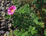 Rosa rugosa