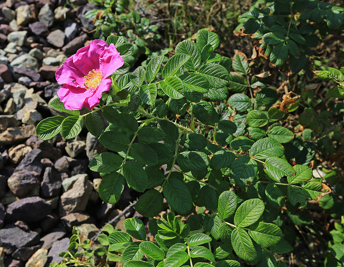 Изображение особи Rosa rugosa.