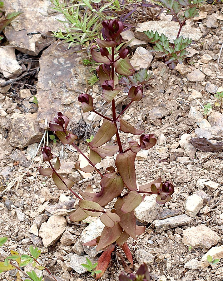 Image of Ophelia wilfordii specimen.