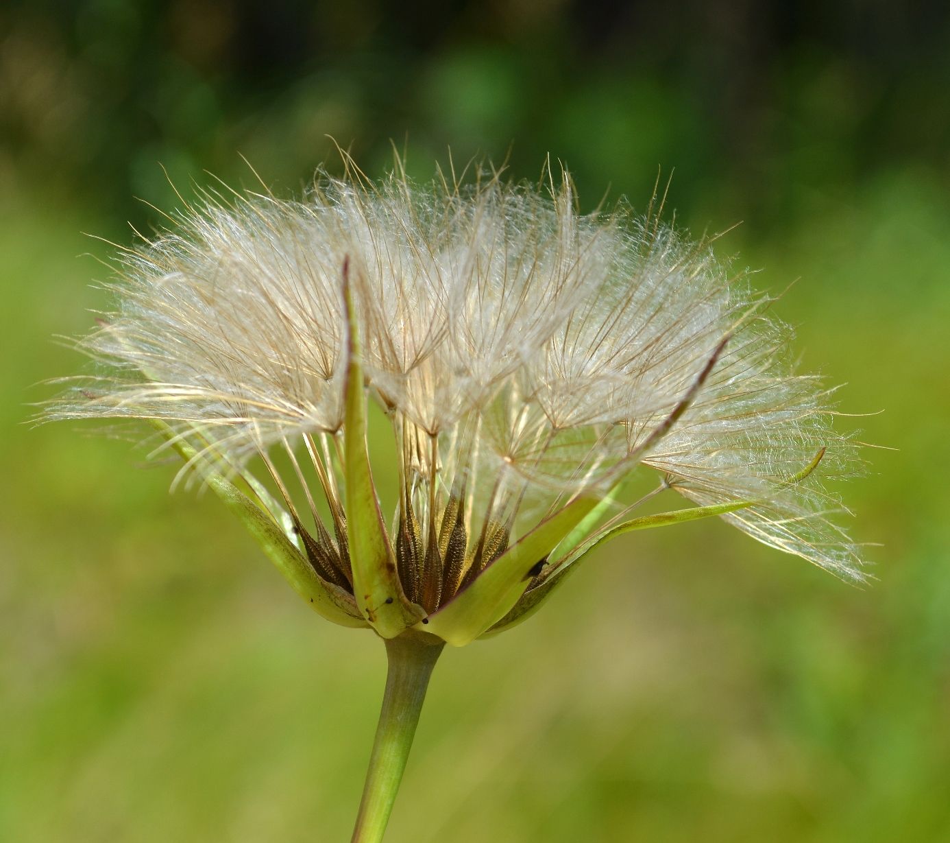 Изображение особи род Tragopogon.