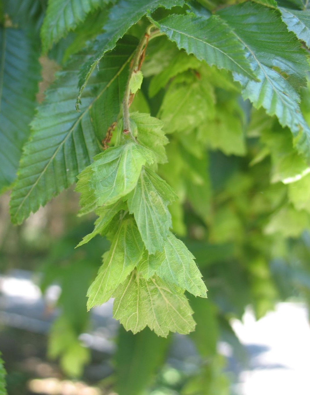 Image of genus Carpinus specimen.