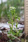 Cochlearia arctica