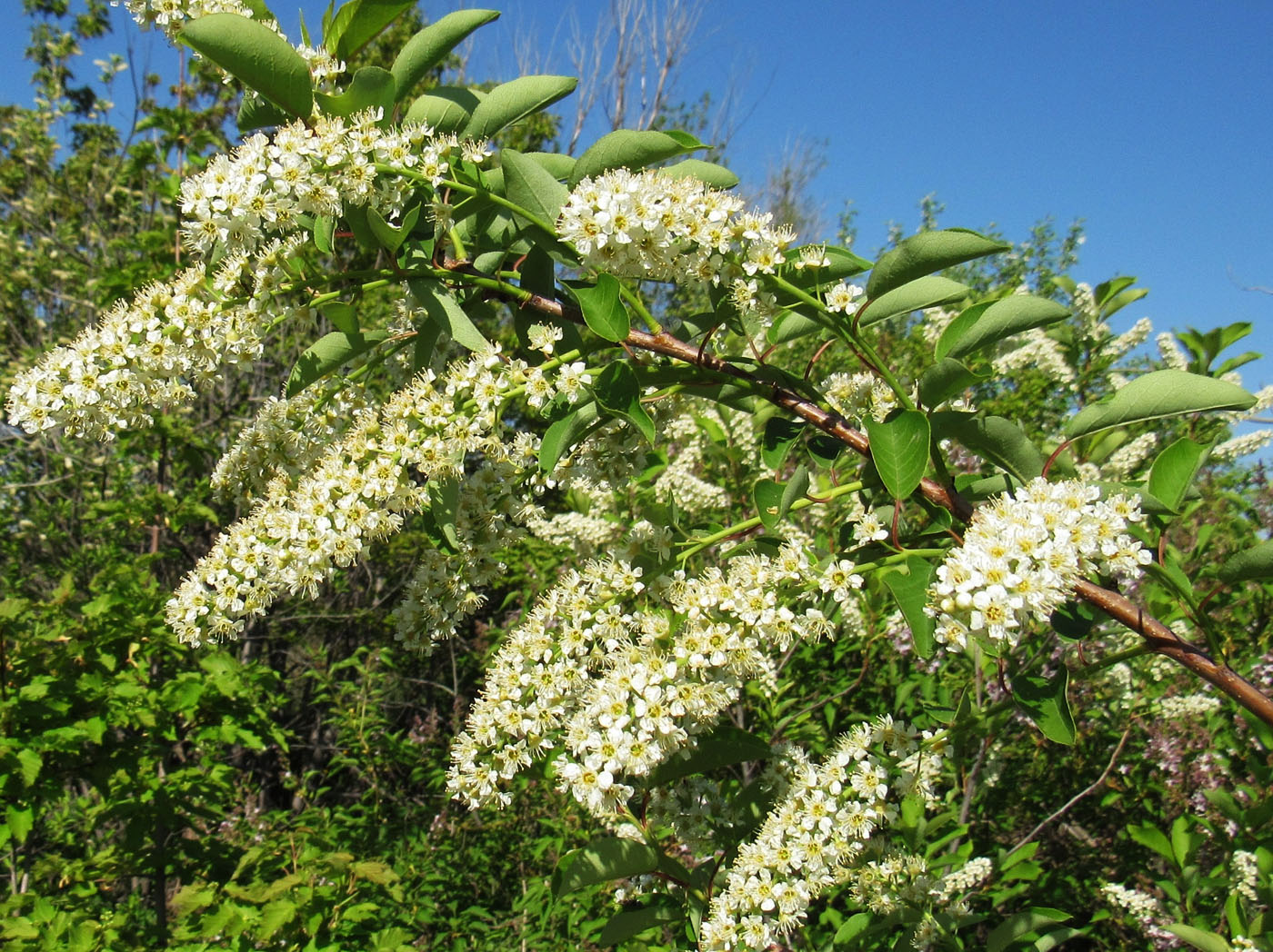 Image of Padus virginiana specimen.