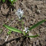 Scilla puschkinioides