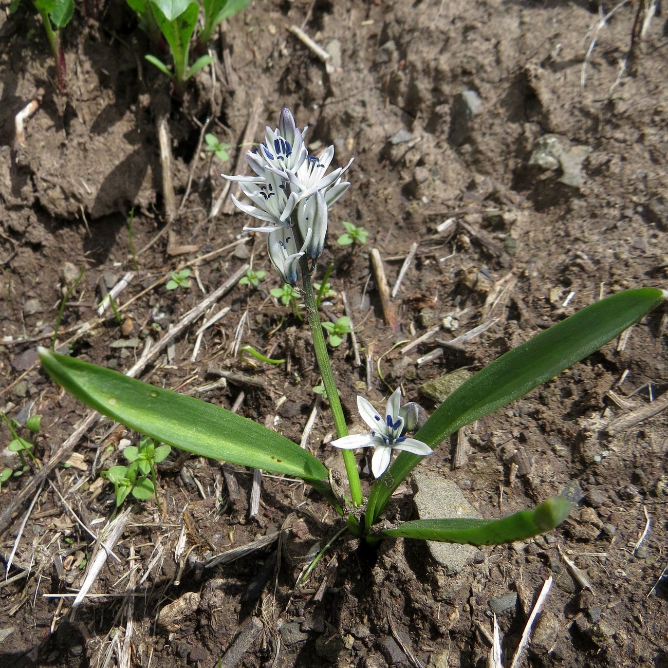 Изображение особи Scilla puschkinioides.