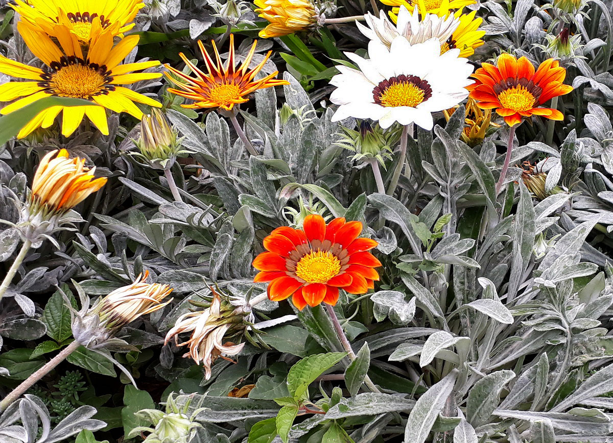 Image of Gazania × hybrida specimen.