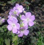 genus Geranium