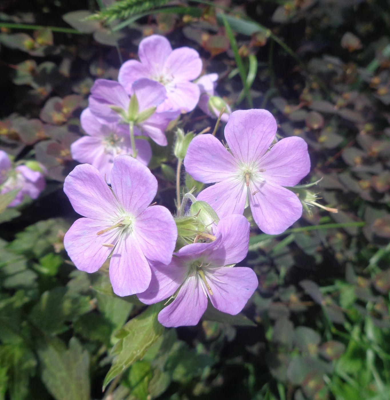 Image of genus Geranium specimen.