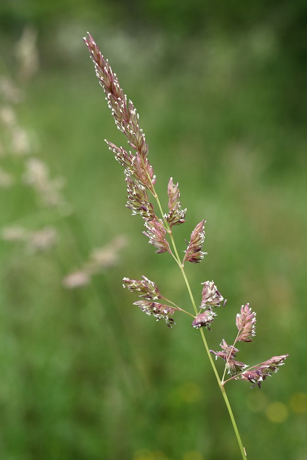 Image of Phalaroides arundinacea specimen.