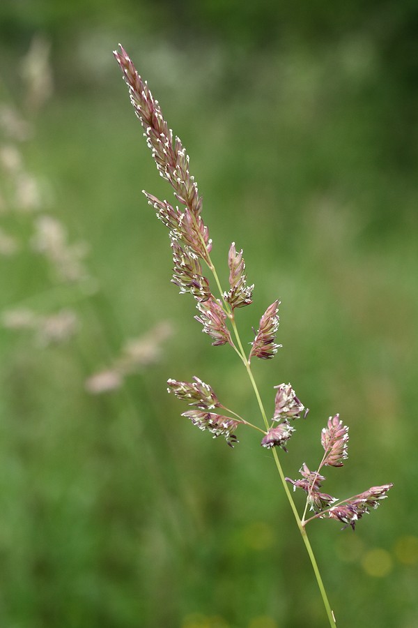 Изображение особи Phalaroides arundinacea.