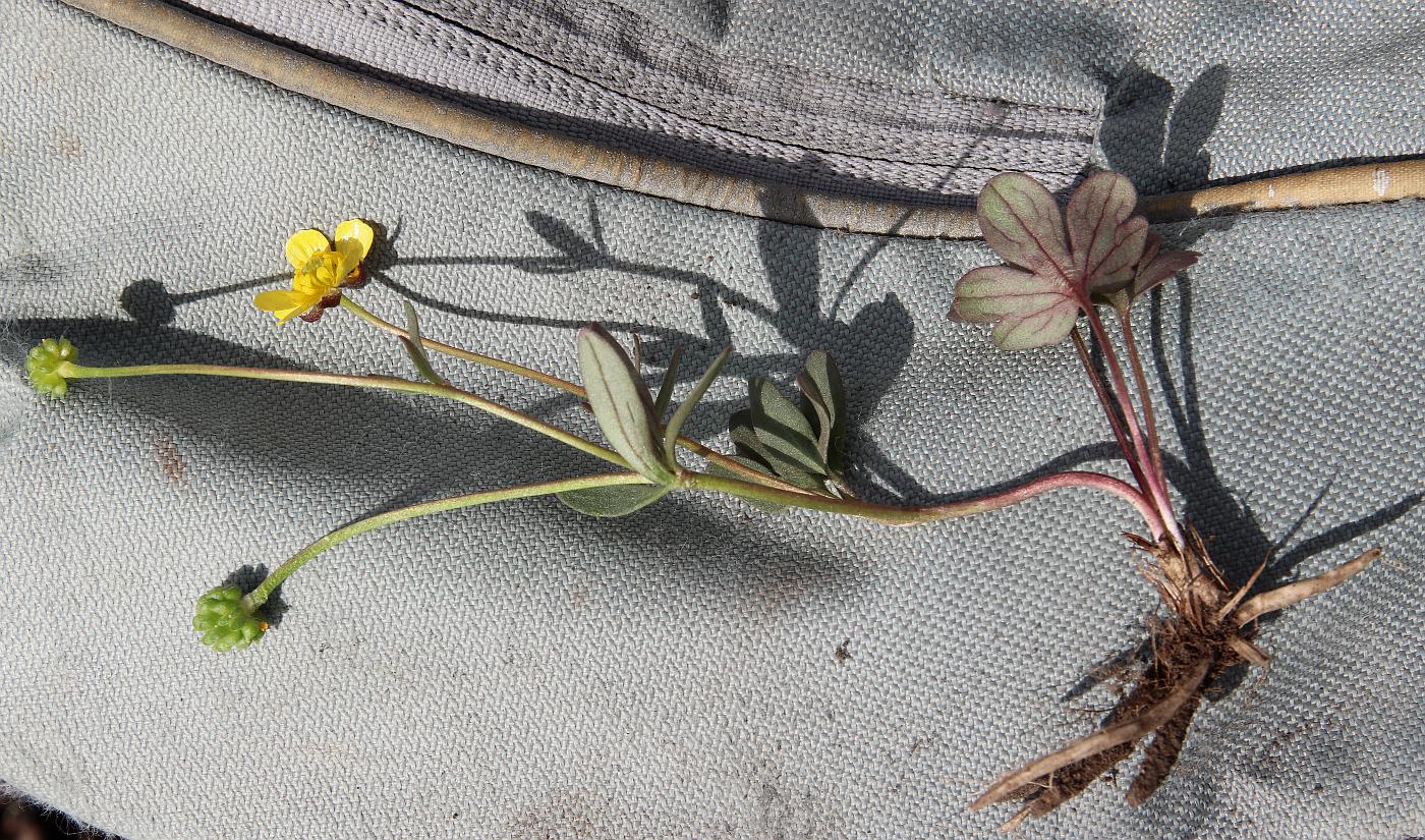 Image of Ranunculus polyrhizos specimen.