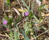 Legousia hybrida