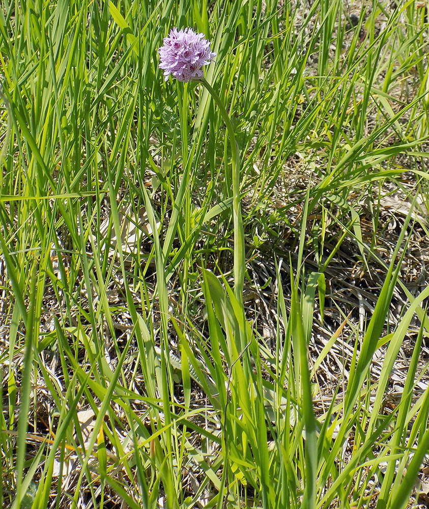 Image of Neotinea tridentata specimen.