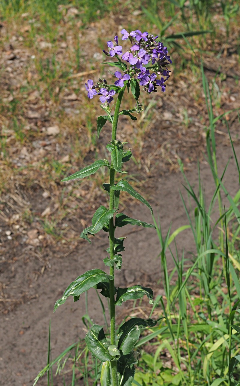 Image of Hesperis pycnotricha specimen.