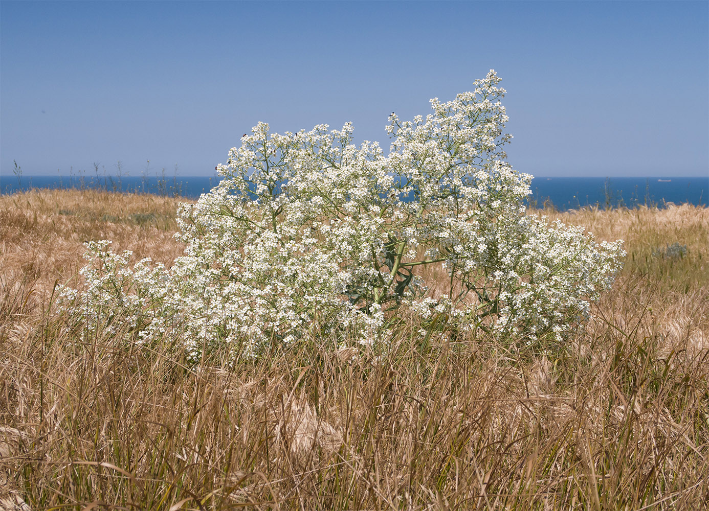 Image of Crambe steveniana specimen.