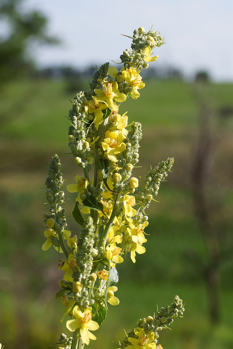 Image of Verbascum lychnitis specimen.