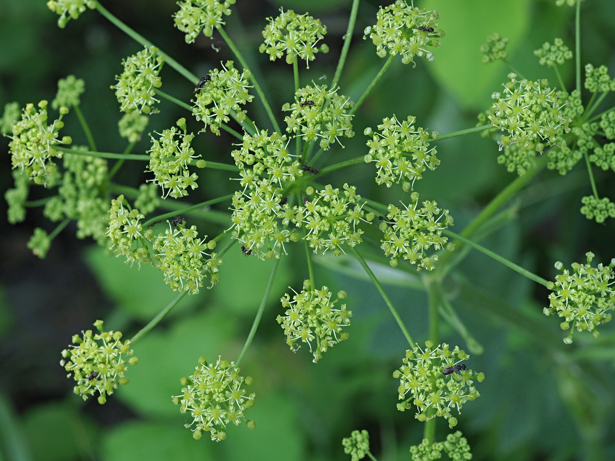 Image of Heracleum sibiricum specimen.