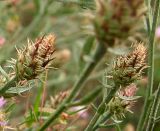 genus Centaurea. Незацветшие корзинки. Украина, Донецкая обл., Старобешевский р-н, окр. пос. Новоселовка, долина р. Берестовая, петрофитная степь. 11.07.2010.