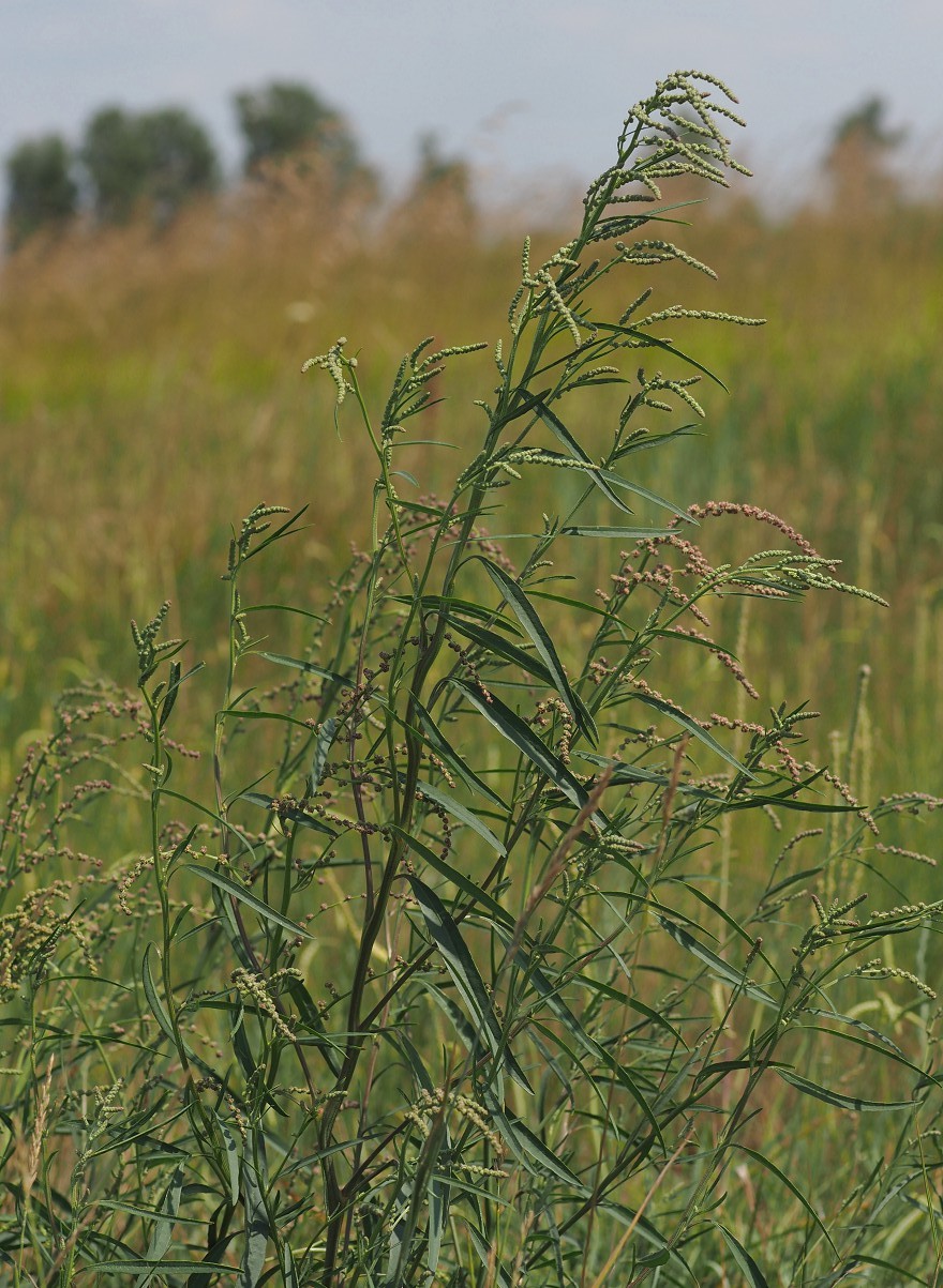 Изображение особи Atriplex patens.