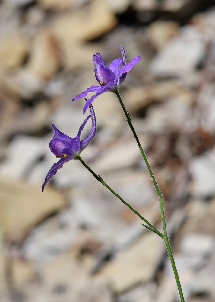 Изображение особи Delphinium divaricatum.