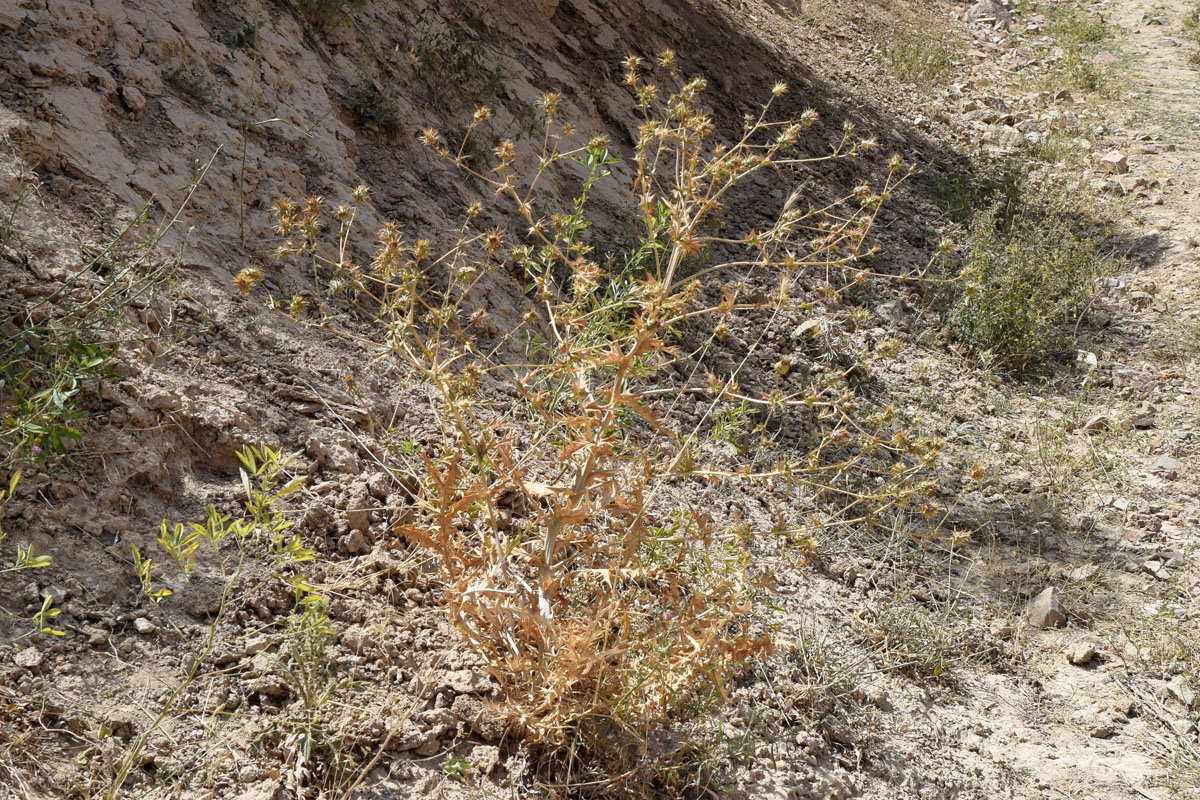 Image of Cousinia angreni specimen.