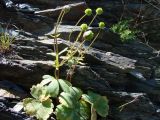 Ranunculus mindshelkensis